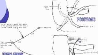 33 Abdomen Vermiform appendix [upl. by Hildy181]