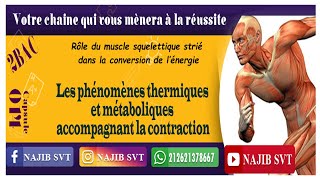 SVT les phenomenes thermiques de la contraction musculaire [upl. by Bellew953]