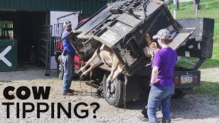 PEELING ROTTEN INFECTED TISSUE from a COWS FOOT [upl. by Leiva]