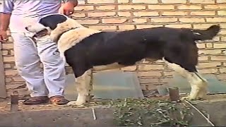 экскурсия Туркмения одни из лучших собак Туркменский Волкодав Turkmen Alabay Shepherd Dog alabai [upl. by Doralynne102]