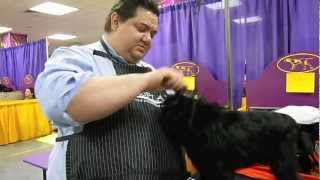 Affenpinscher Joey — Best in Show at Westminster Dog Show [upl. by Anairda]