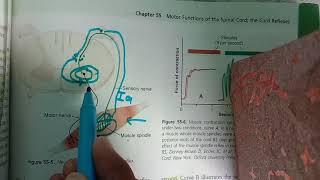 Guyton chp 55 part 2 Muscle spindle stretch reflex and damping [upl. by Hedges558]