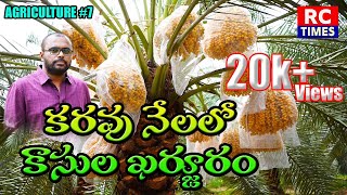 కరవు నేలలో కాసుల ఖర్జూరంdates plantation in Anantapurhuge income🤩🤑🤑🤩 [upl. by Torto]