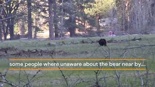 Bear Spotted Near Campgrounds at Yosemite National Park [upl. by Gurl242]