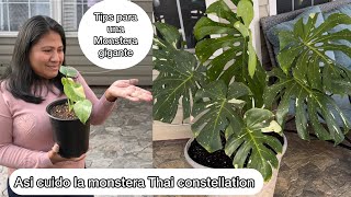 TIPS PARA MONSTERA THAI GIGANTE Y Facil cuidado [upl. by Eirahs]