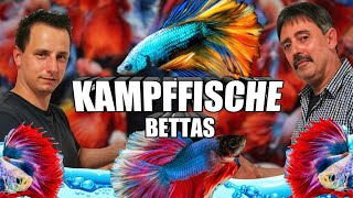 Kampffisch Betta Haltung und Pflege [upl. by Alexandro781]