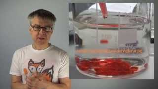 Dr Lauth´s Lab 4 How to make Alginate Pearls Boba  Recipe from Molecular Gastronomy [upl. by Hudnut]