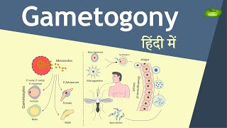 Gametogony in Plasmodium in Hindi  Malaria Transmission  Basic Science Series [upl. by Chouest708]