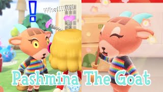 Pashmina The Goat Sisterly Villager Animal Crossing New Horizons ACNH [upl. by Roselin]