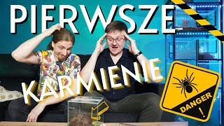 POCZĄTKUJĄCY karmi moje PTASZNIKI Jego PIERWSZY RAZ z pająkami z mojej HODOWLI [upl. by Eilak315]