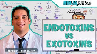 Endotoxins vs Exotoxins [upl. by Clementis515]