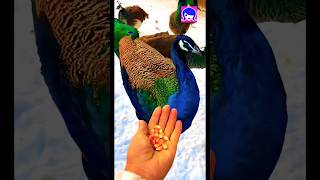 Rashtriy Pakshi  National Bird of India bangla peacocking shortvideo peacock peacockrangoli [upl. by Ehcropal]