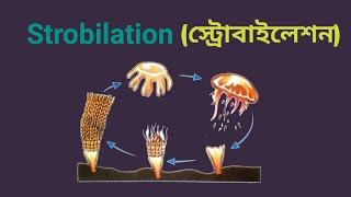 Strobilation  Asexual Reproduction in Aurelia  Strobila [upl. by Perseus]