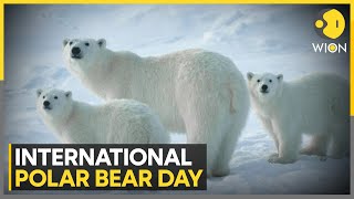 International Polar Bear Day Scientists to study cubs tucked up in their dens  WION News [upl. by Paxon]