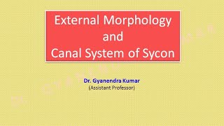 Morphology of Sycon [upl. by Schwab365]