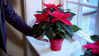 Poinsettia Care Guide [upl. by Kellen]