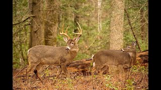 Whitetail Deer Buck and Doe Rut Behavior [upl. by Ttehr]