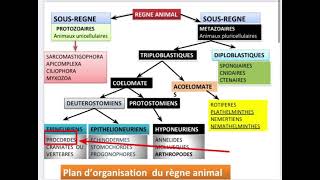 Zoologie L2 Snv  procordés [upl. by Verlie]