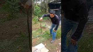 Cazador de Cocodrilos 20 😱 😱 salvaje serpiente oikosbee naturaleza warning peligroso culebra [upl. by Maxie872]