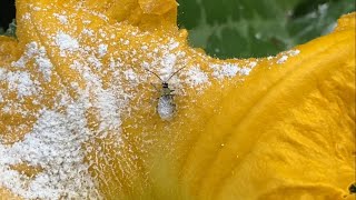 Sevin dust vs Dish soap for cucumber beetles [upl. by Elianora510]