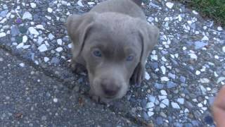 Trained my new 7 week old Silver Lab Labrador puppy to sit in 5 minutes [upl. by Juditha]