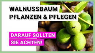 Walnussbaum pflanzen und pflegen der Hausbaum im Garten [upl. by Socin]