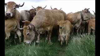 Transhumance Race Aubrac mei 2015 Montagne Pailherols Cantal [upl. by Patterman8]