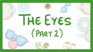 GCSE Biology  How the Eye Works Part 2  Accommodation 32 [upl. by Warthman]