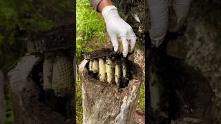 Incredible Honeybee Hive Inside Tree Trunk Nature’s Perfect Home shortsfeed [upl. by Borden]