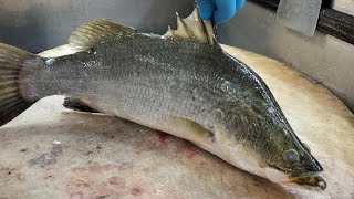 How To Cutting Skills Fish Barramundi Delicious Market [upl. by Rabush711]