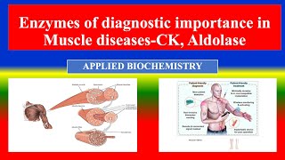 Enzymes of diagnostic importance in Muscle diseases CK Aldolase  Applied Biochemistry  Nursing [upl. by Pryce38]