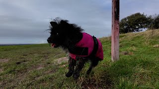 A Dog Walk on Highdown Hill Ferring  4K [upl. by Ricky]