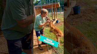 Kissing Kangaroos Yup at Ocoee Riverside Farm And Kangaroos you can bottle feed adventurefarm [upl. by Martelle822]