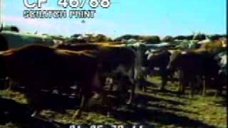 Cattle Stampede  Herding Cows  Best Shot Footage  Stock Footage [upl. by Charlet]