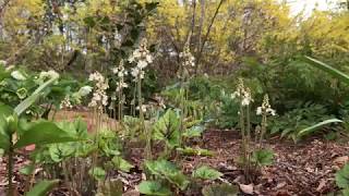 Tiarella cordifolia [upl. by Travus772]