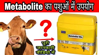 metabolite mix powder animal feed supplement पशुओंमें मेटाबॉलीटे पाउडर का उपयोग  vet all info [upl. by Ylenats]