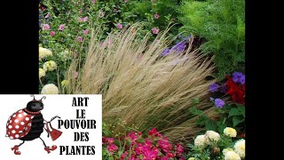 Tuto jardin Stipa tenuifolia cheveux dange Taille et entretien plante vivace [upl. by Strenta]