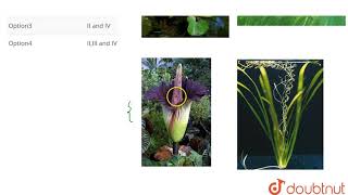 Select the plants pollinated by water I Water hyacinth II Zostera III Amorphophallus IV [upl. by Nollaf]