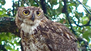 Great horned owl eating a bird [upl. by Lyrak]