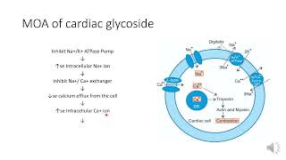 Pharmacology of cardiac glycoside and used in the treatment of congestive heart failure [upl. by Ahsekam25]