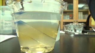 Diffusion Lab TimeLapse [upl. by Jennica854]