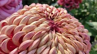 Chrysanthemum  চন্দ্রমল্লিকা  Giant  Incurved  By Samir Adak  INDIA  2021  Part 2 [upl. by Reames]