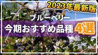 【ブルーベリー】今期のオススメ品種はこれだ！【2023ベストバイ４選】α [upl. by Allicsirp]