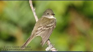 Alder Flycatcher in Maine [upl. by Ribal]