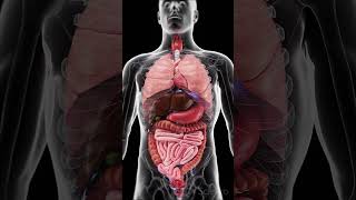 Human Organs The Machinery of Life 🧠 anatomy [upl. by Neelya]