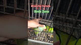 Talking Parrot🦜 Talking Parrots🦜🦜alexandrineparrot talkingparrot shorts youtubeshorts [upl. by Nimref]