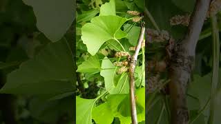 🇨🇳 Ginkgo Gingko Maidenhair Tree Ginkgo biloba in Family Ginkgoaceae  Observed in Description [upl. by Juni]