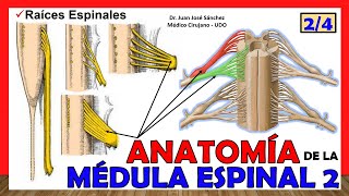 🥇 MÉDULA ESPINAL 24  Raíces Espinales Anatomía ¡Explicación fácil [upl. by Nala213]