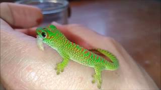 Phelsuma grandis [upl. by Oinoitna]