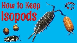 How to Keep Isopods Real Isopod Hours [upl. by Roht]